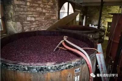 薈喝 ‖ 紅酒的釀制過程